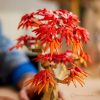 LEGO® Botanicals - Vöröslevelű japán juhar bonsai